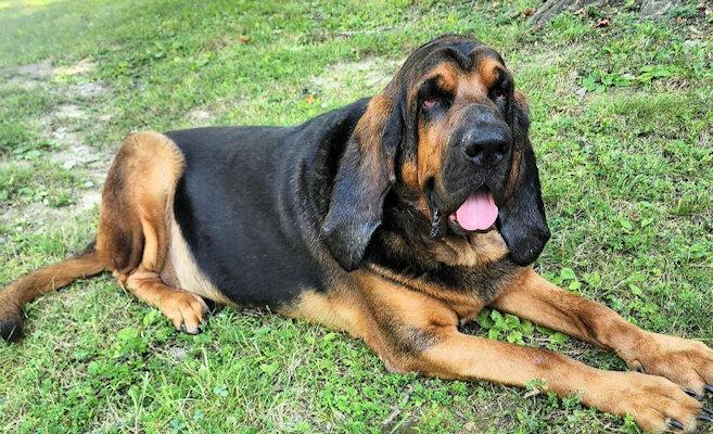 Enlarge Merle (OH), a ADOPTABLE Bloodhound in Leawood, KS image 3/3