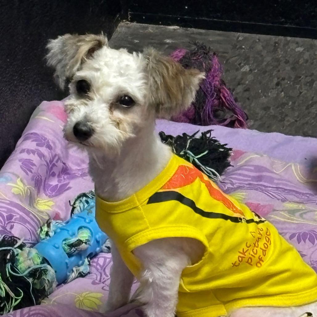 Meg, an adoptable Havanese, Poodle in Homewood, IL, 60430 | Photo Image 1