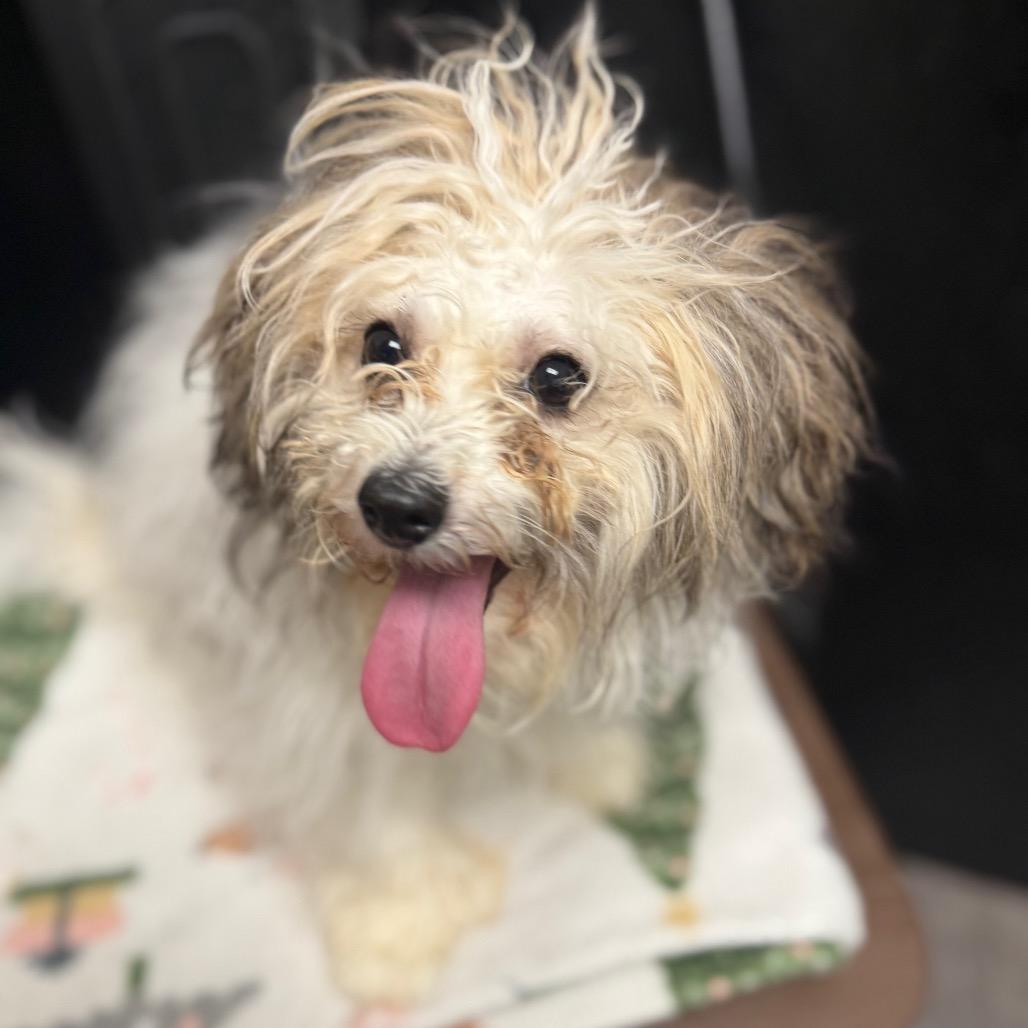 Meg, an adoptable Havanese, Poodle in Homewood, IL, 60430 | Photo Image 2