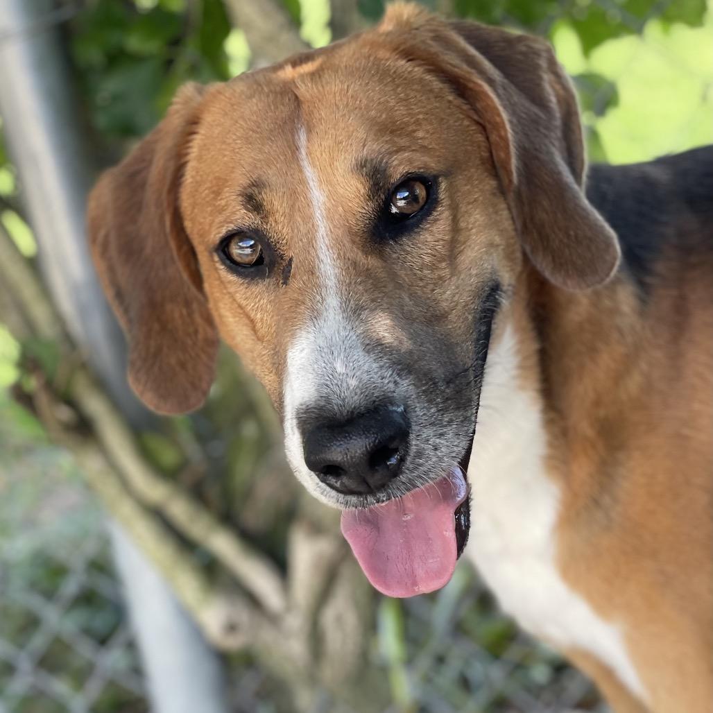 Buster, Adoptable, Adult Male Hound & Mixed Breed.