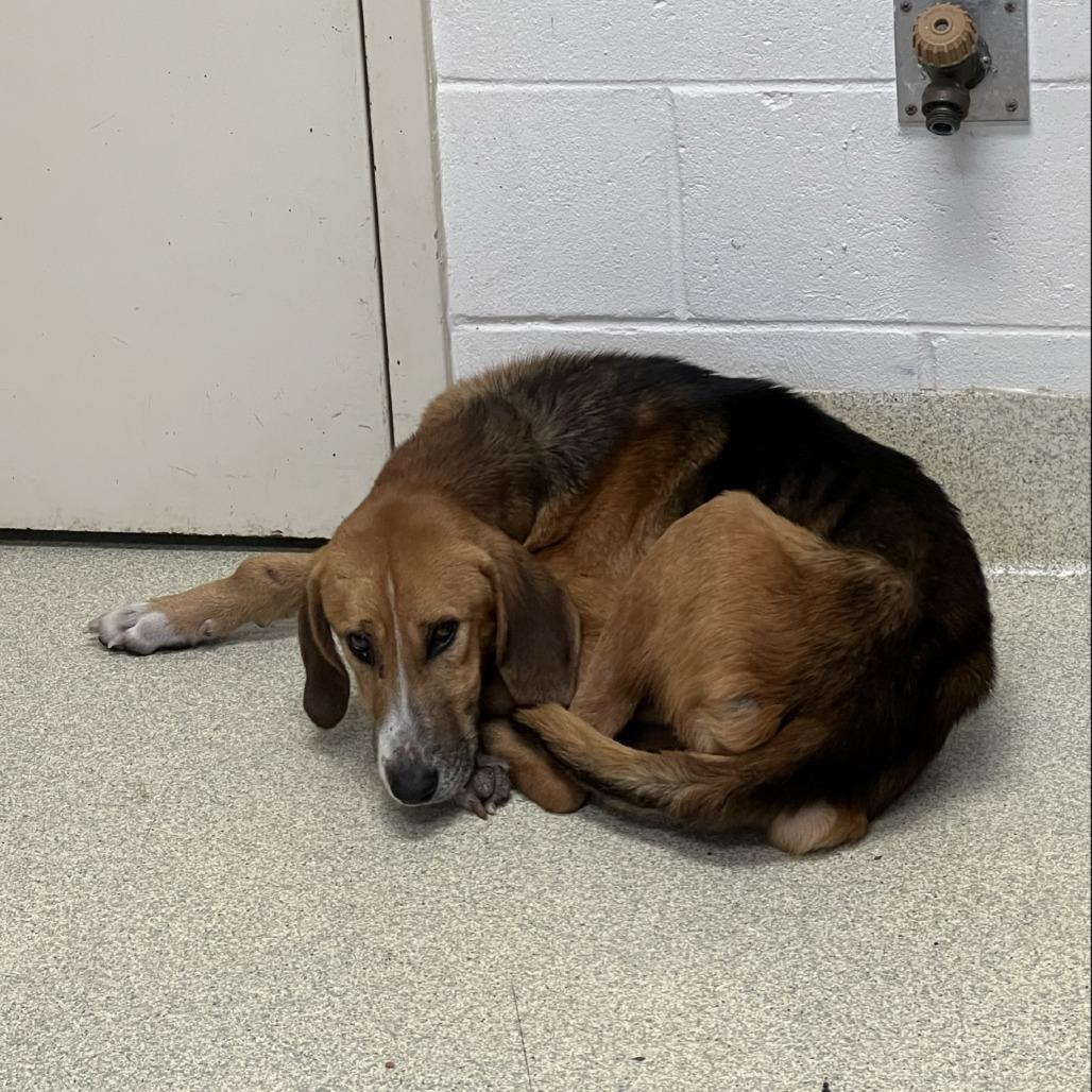 Buster, a Adoptable mixed breed in Windsor, VA image 1/4