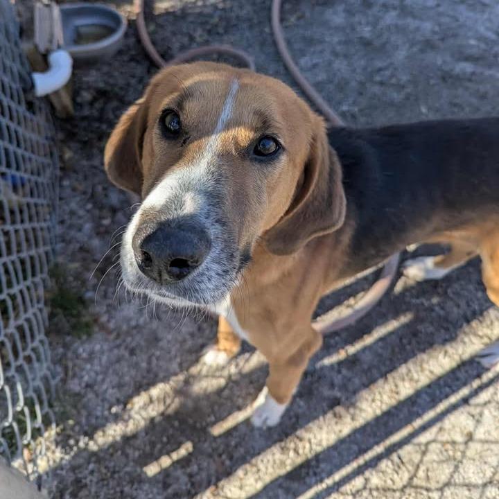 Buster, a Adoptable mixed breed in Windsor, VA image 2/4