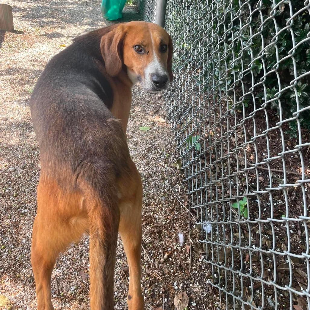 Buster, a Adoptable mixed breed in Windsor, VA image 1/6