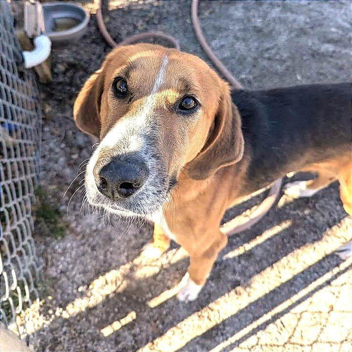 Buster, a Adoptable mixed breed in Windsor, VA image 2/6