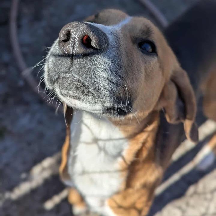 Buster, a Adoptable mixed breed in Windsor, VA image 3/4