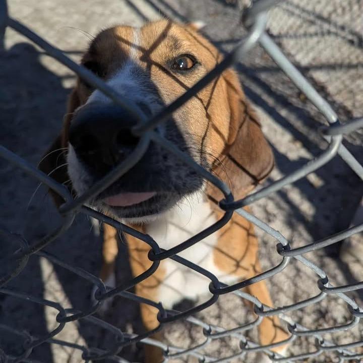 Buster, a Adoptable mixed breed in Windsor, VA image 4/4