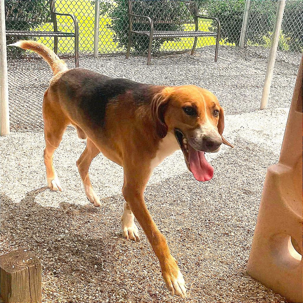 Buster, a Adoptable mixed breed in Windsor, VA image 5/6