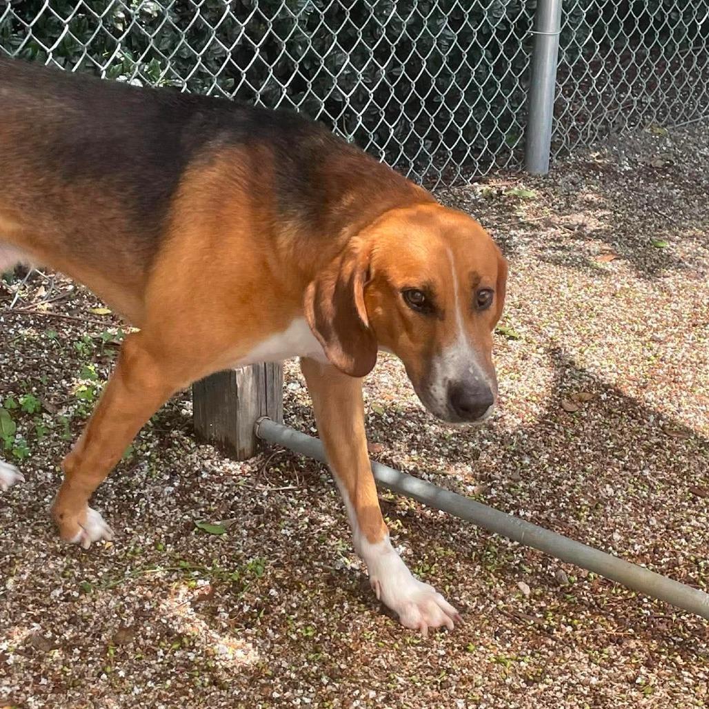 Buster, a Adoptable mixed breed in Windsor, VA image 6/6