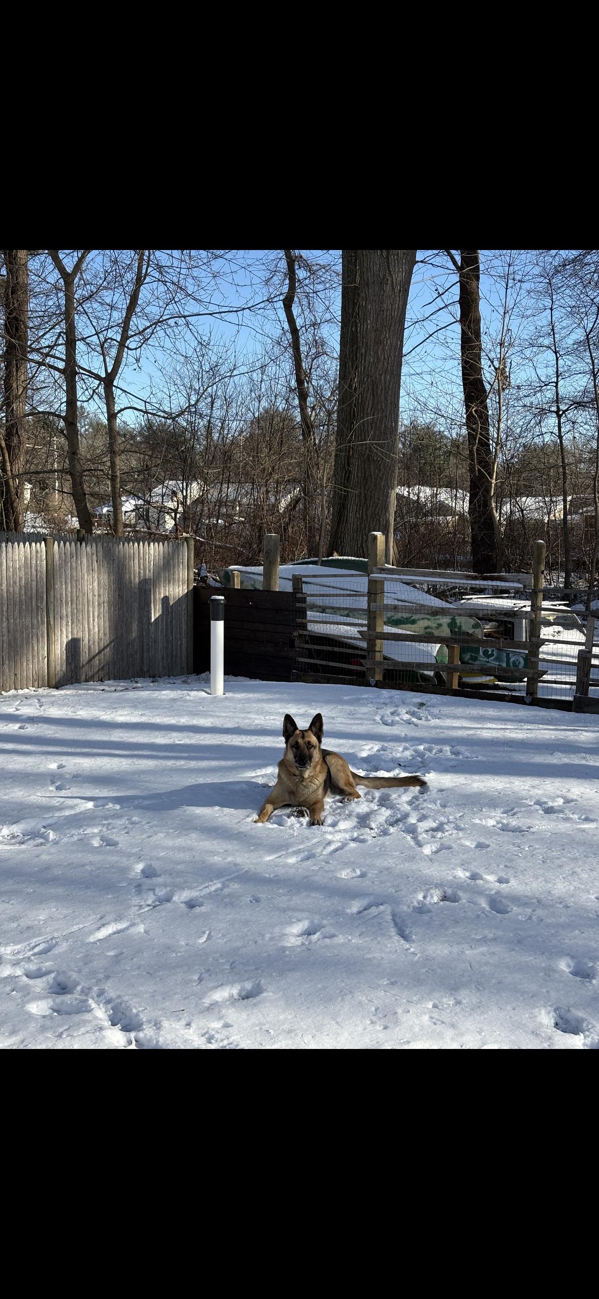 Zyn, a ADOPTABLE German Shepherd Dog in Warren, RI image 2/3