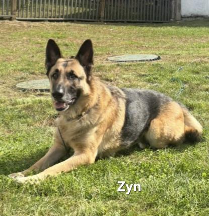 Zyn, ADOPTABLE, Adult Male German Shepherd Dog.