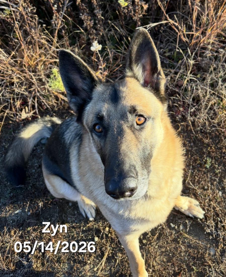 Zyn, a ADOPTABLE German Shepherd Dog in Warren, RI image 3/3
