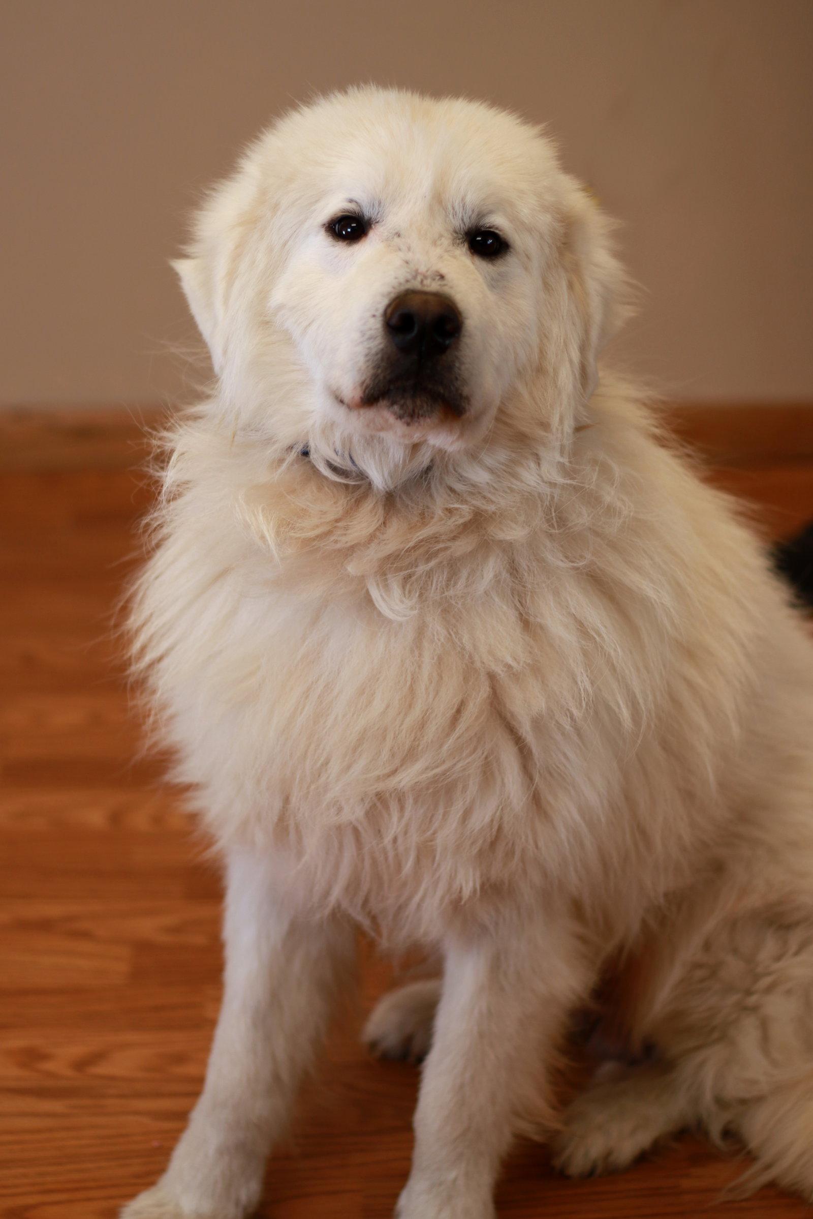 Enlarge Caul, a Adopted Great Pyrenees in Mankato, MN image 1/3