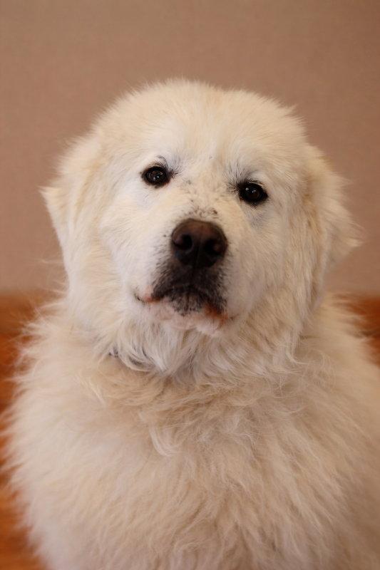 Enlarge Caul, a Adopted Great Pyrenees in Mankato, MN image 2/3