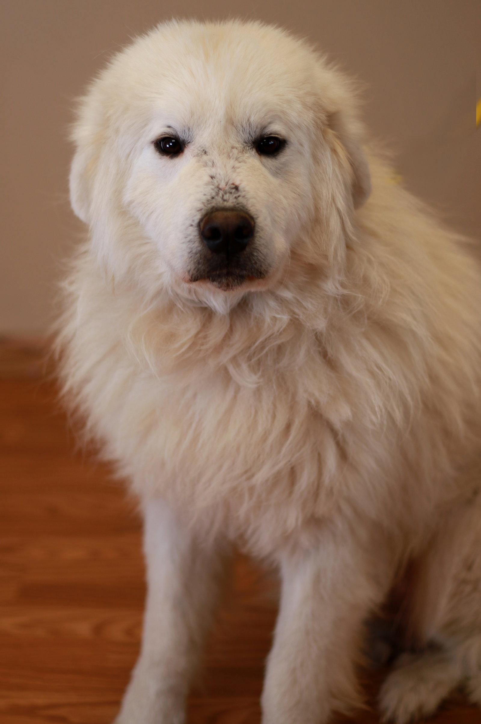 Enlarge Caul, a Adopted Great Pyrenees in Mankato, MN image 3/3