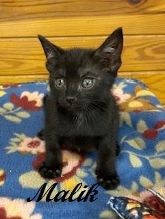 Malik, a ADOPTABLE Domestic Short Hair in Southern Pines, NC image 4/4