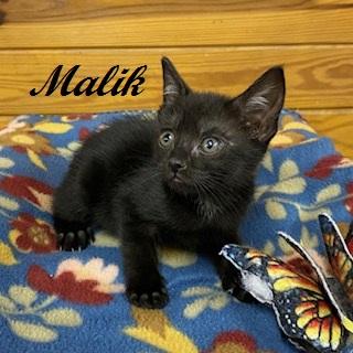 Malik, a ADOPTABLE Domestic Short Hair in Southern Pines, NC image 1/4