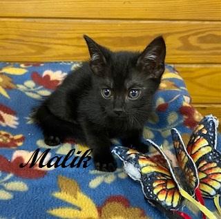 Malik, a ADOPTABLE Domestic Short Hair in Southern Pines, NC image 3/4