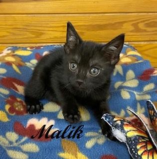 Malik, a ADOPTABLE Domestic Short Hair in Southern Pines, NC image 2/4