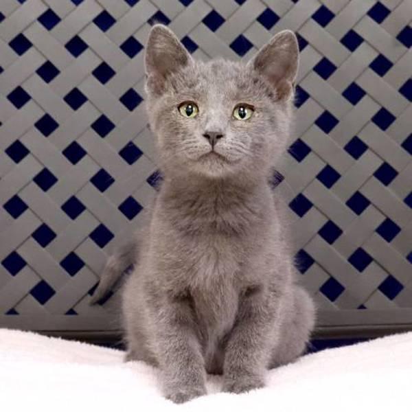 Wynter, Adoptable, Kitten Female Domestic Short Hair.