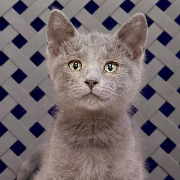 Enlarge Wynter, a Adoptable mixed breed in Fort Davis, TX image 2/2