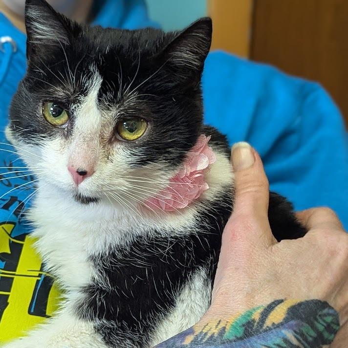 Enlarge Rue, a Adoptable Domestic Short Hair in Johnstown, PA image 1/4