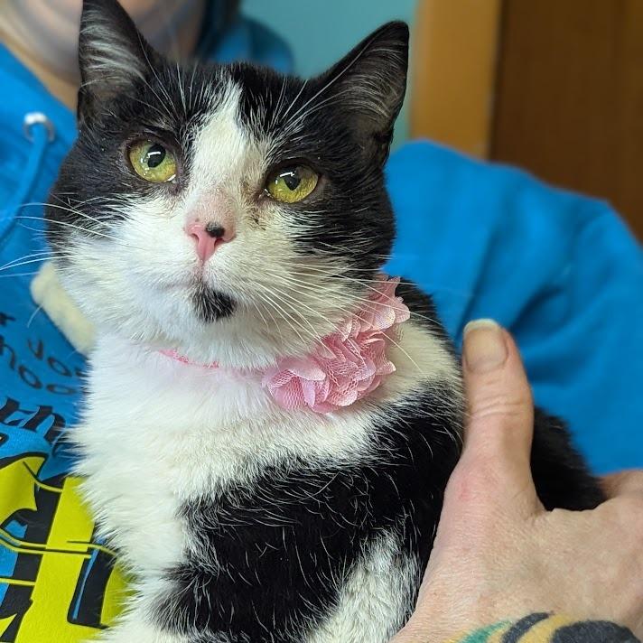 Enlarge Rue, a Adoptable Domestic Short Hair in Johnstown, PA image 2/4