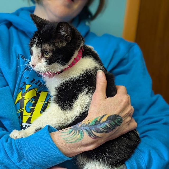 Enlarge Rue, a Adoptable Domestic Short Hair in Johnstown, PA image 3/4