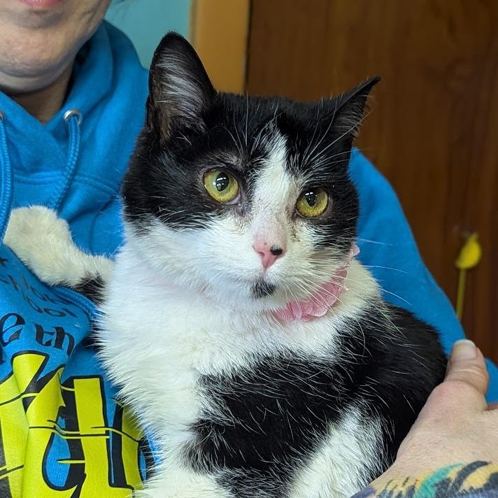 Enlarge Rue, a Adoptable Domestic Short Hair in Johnstown, PA image 4/4