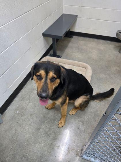 TREVOR - Labrador Retriever / Mixed Breed for adoption in San Antonio