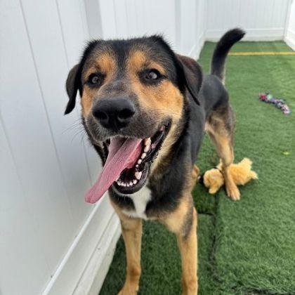 TREVOR - Labrador Retriever / Mixed Breed for adoption in San Antonio
