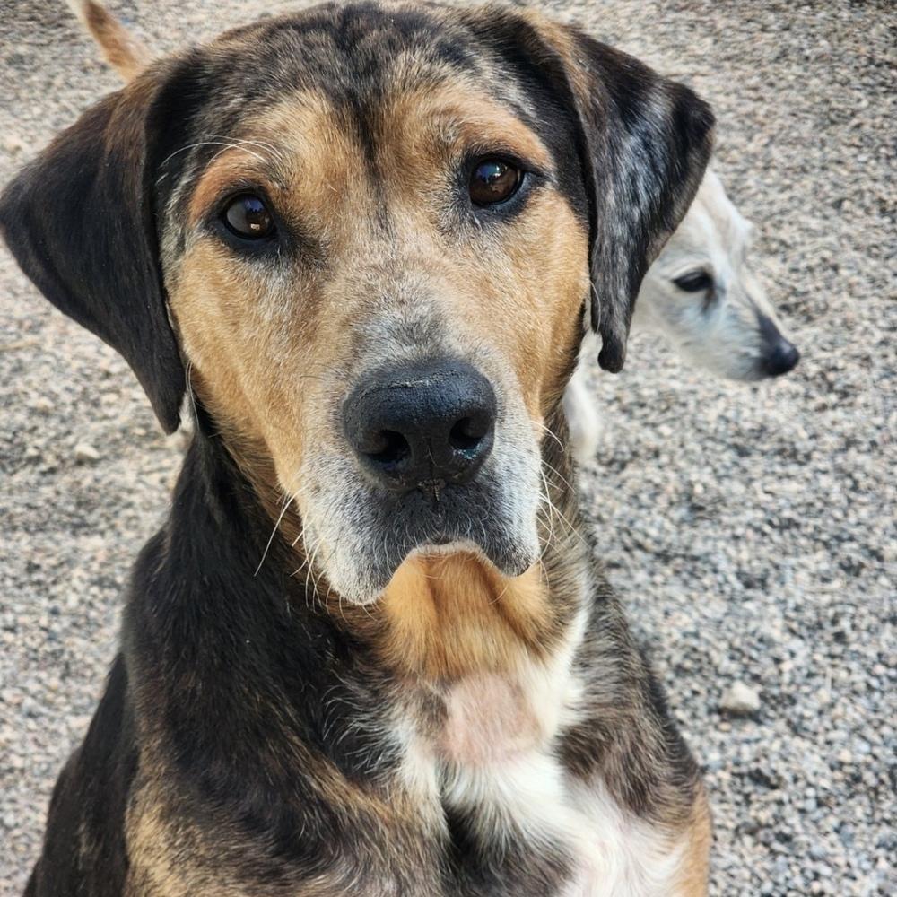 Enlarge Rusty, a Adoptable mixed breed in Hurricane, UT image 5/6