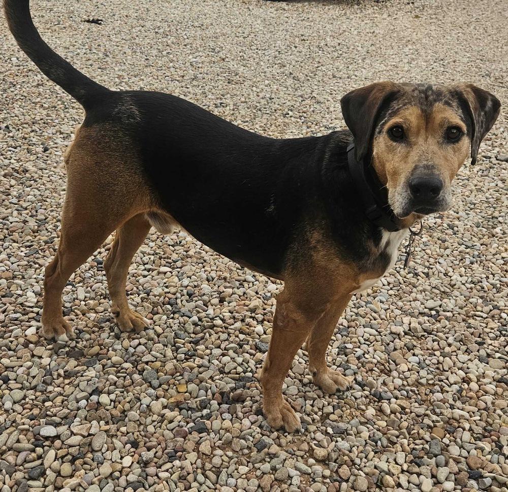 Enlarge Rusty, a Adoptable mixed breed in Hurricane, UT image 1/6