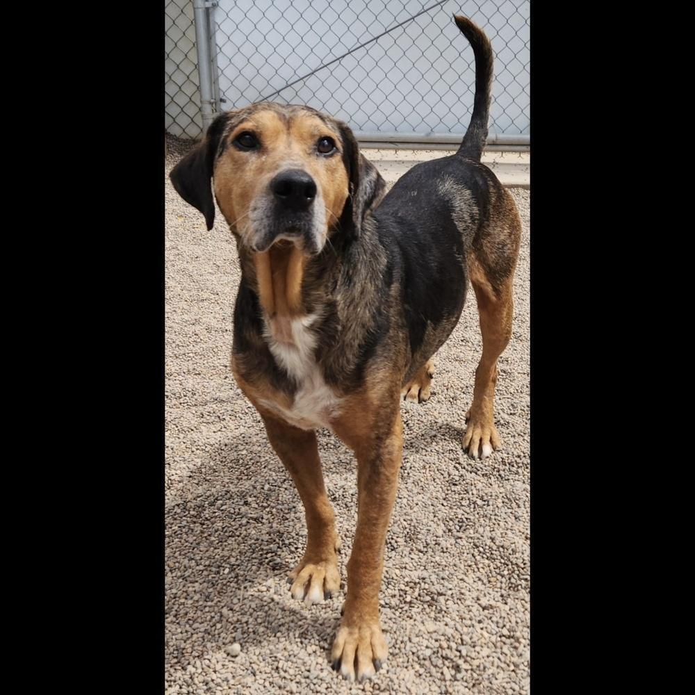 Enlarge Rusty, a Adoptable mixed breed in Hurricane, UT image 2/6