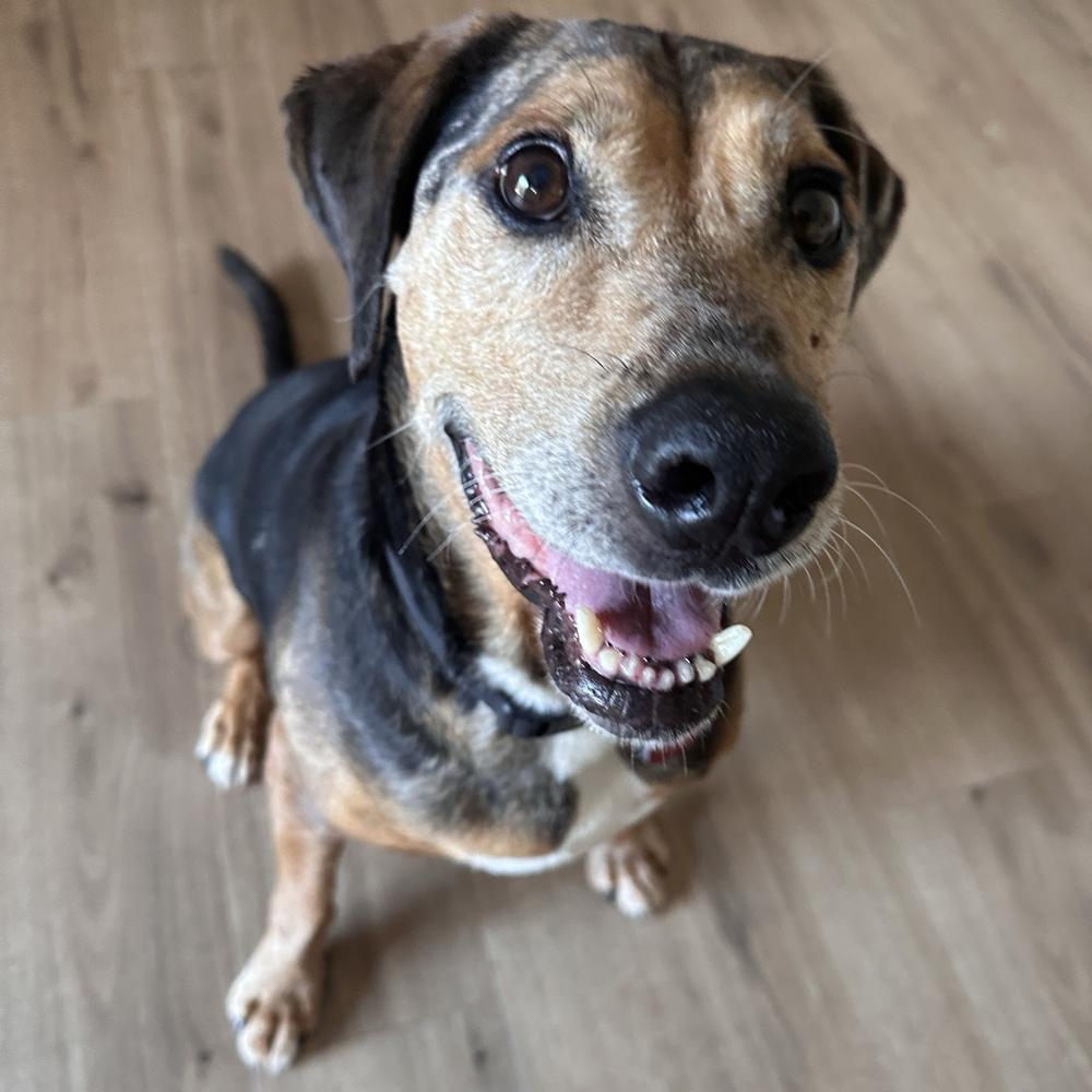 Rusty, Adoptable, Adult Male Catahoula Leopard Dog & Hound.