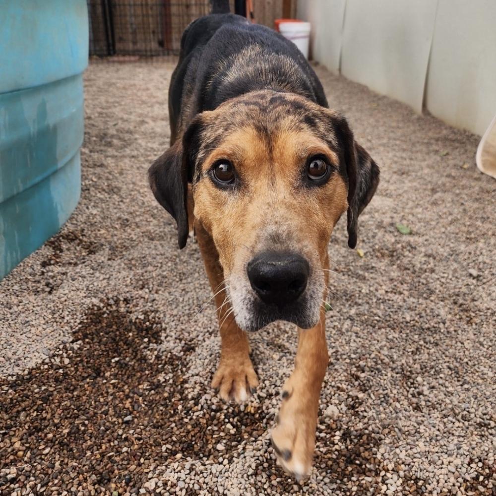 Enlarge Rusty, a Adoptable mixed breed in Hurricane, UT image 6/6