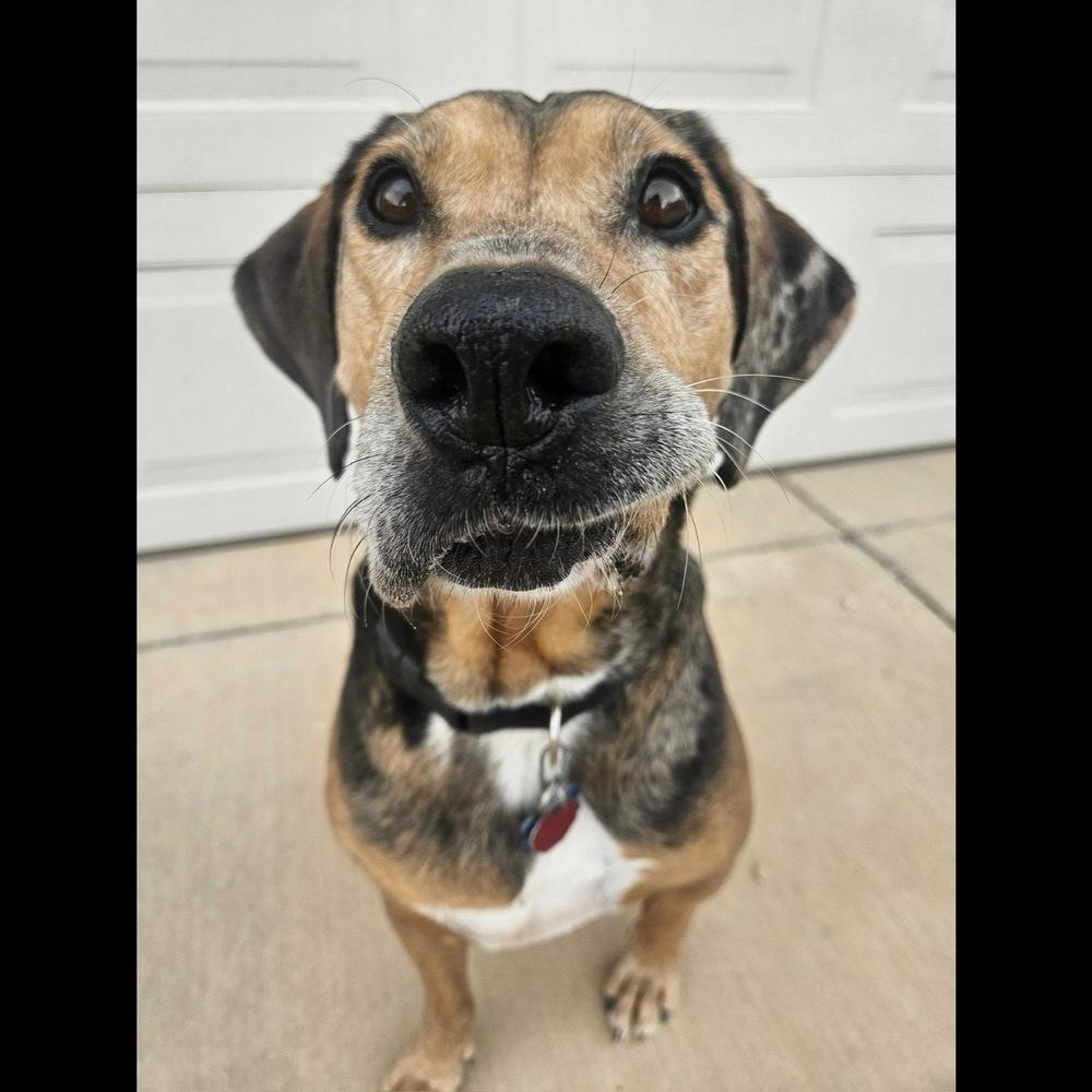 Enlarge Rusty, a Adoptable mixed breed in Hurricane, UT image 3/6