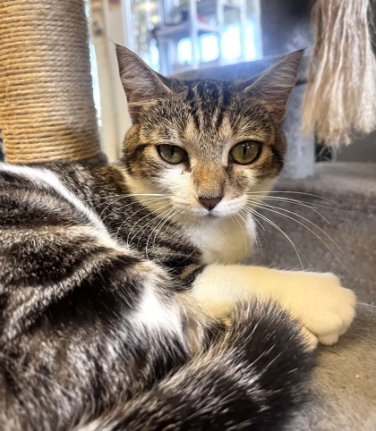 HAZEL, an adoptable Domestic Short Hair in Fernandina Beach, FL, 32034 | Photo Image 2