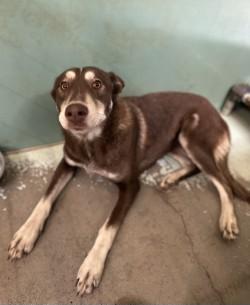 Momma, Adoptable, Adult Female Siberian Husky & Shepherd.