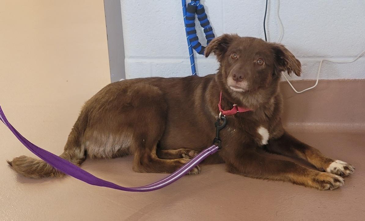 Enlarge Cece, a ADOPTABLE Australian Shepherd in Prince Frederick, MD image 4/5
