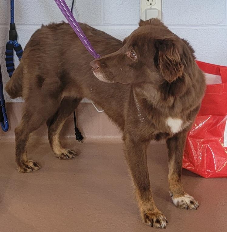 Cece, ADOPTABLE, Young Female Australian Shepherd.