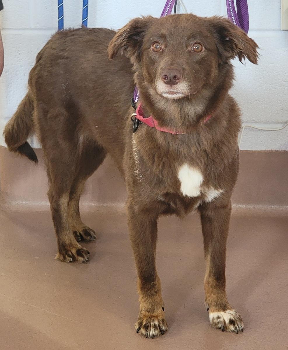 Enlarge Cece, a ADOPTABLE Australian Shepherd in Prince Frederick, MD image 3/5