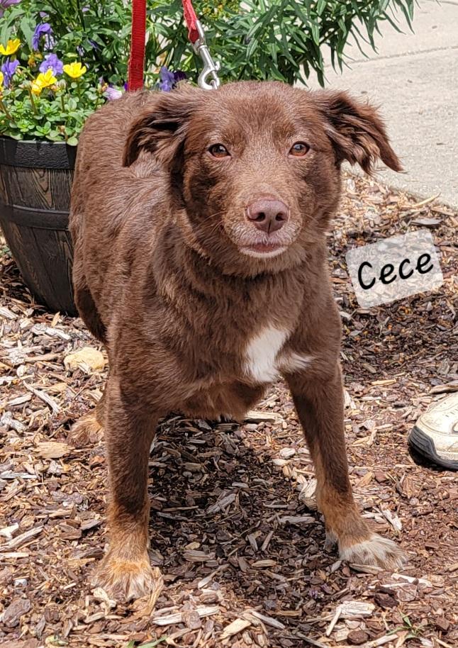 Cece, ADOPTABLE, Young Female Australian Shepherd.