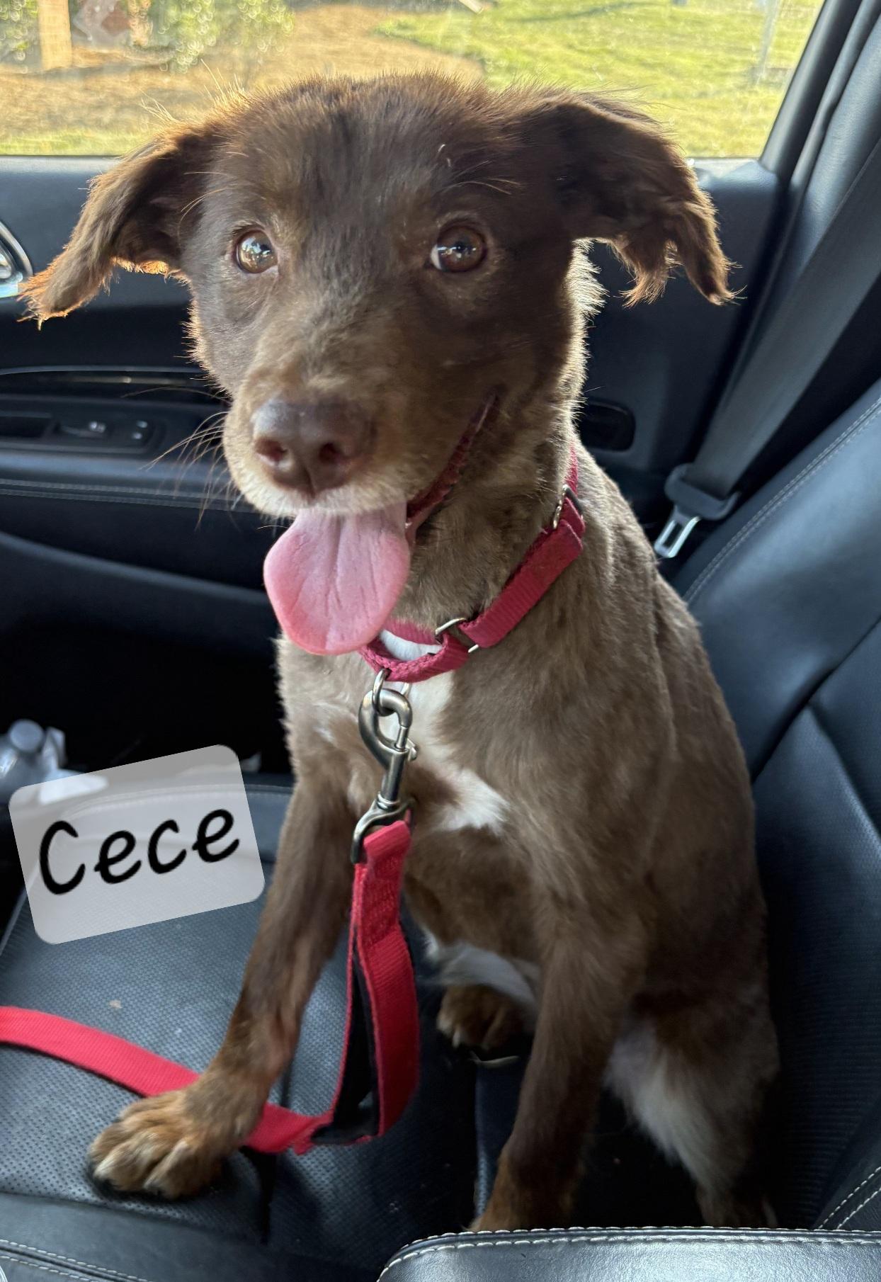 Cece, a ADOPTABLE Australian Shepherd in Prince Frederick, MD image 2/4