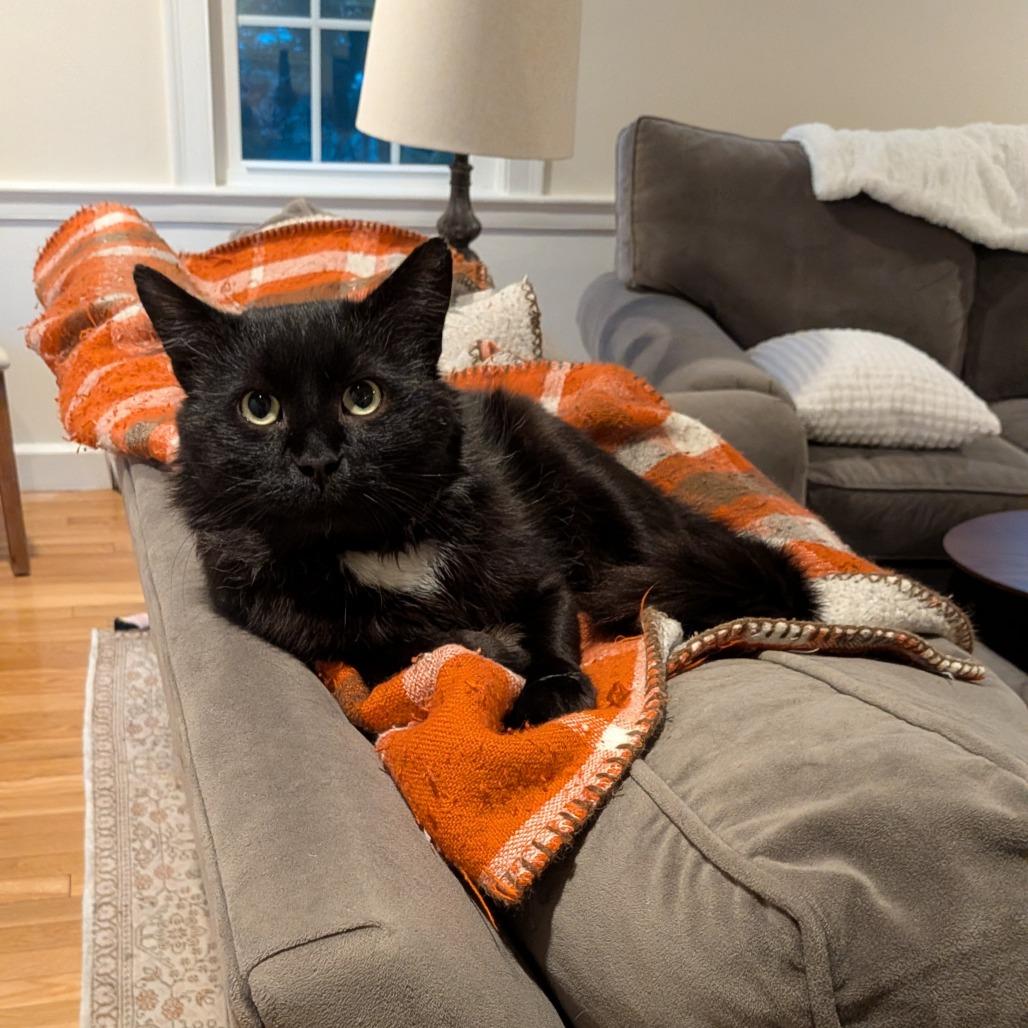 Predazzo, a Adoptable Domestic Medium Hair in Wakefield, MA image 1/2