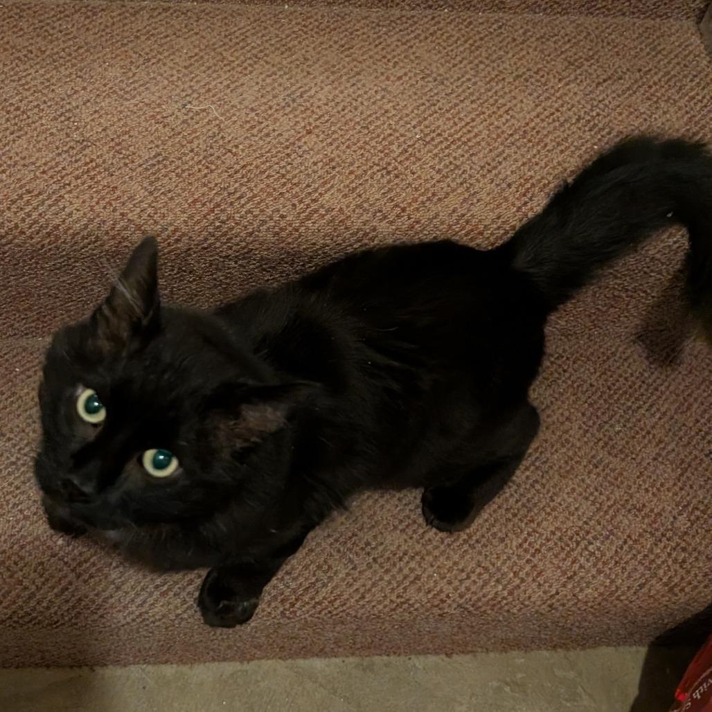 Predazzo, a Adoptable Domestic Medium Hair in Wakefield, MA image 2/2