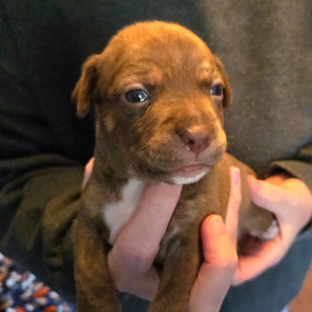 CT Ravioli avail Dec 27, Adoptable, Puppy Female Chihuahua.