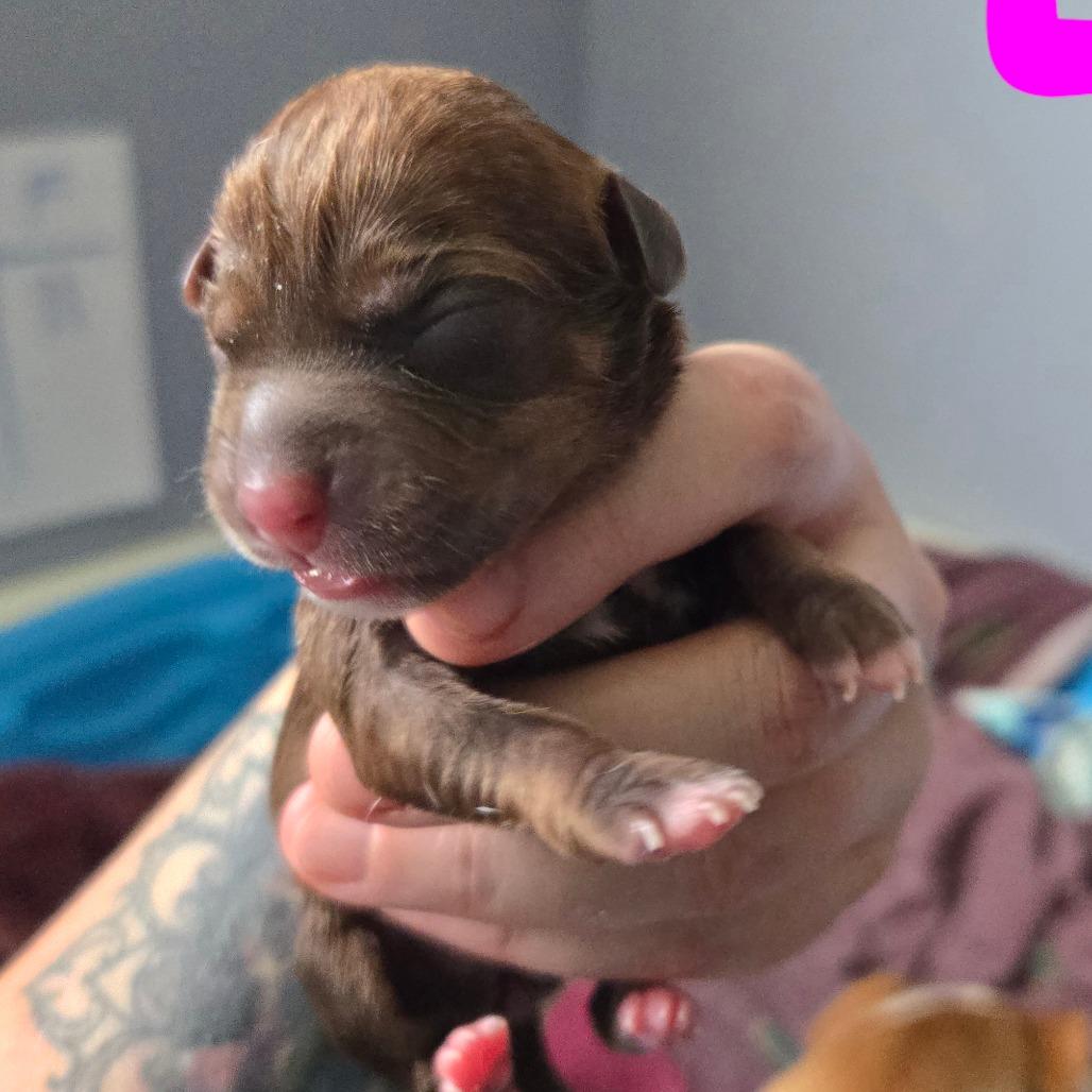 Enlarge CT Ravioli avail Dec 27, a Adoptable mixed breed in Eastford, CT image 2/6