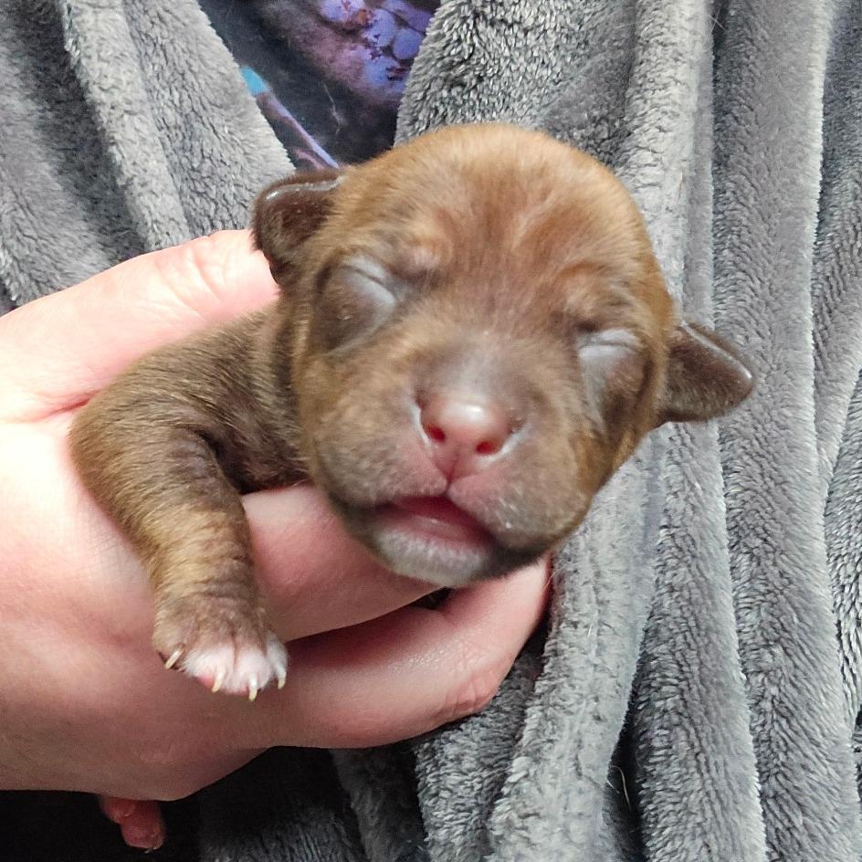 Enlarge CT Ravioli avail Dec 27, a Adoptable mixed breed in Eastford, CT image 3/6