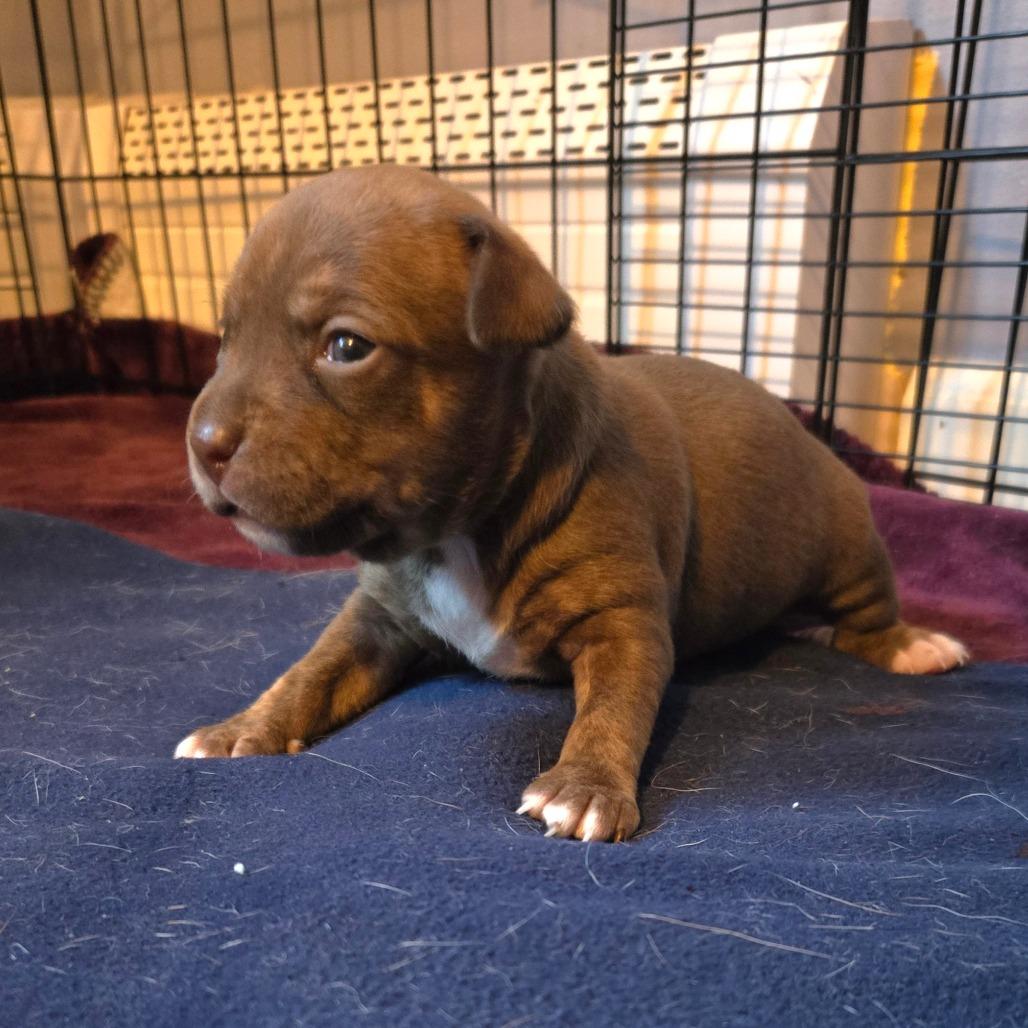 Enlarge CT Ravioli avail Dec 27, a Adoptable mixed breed in Eastford, CT image 4/6