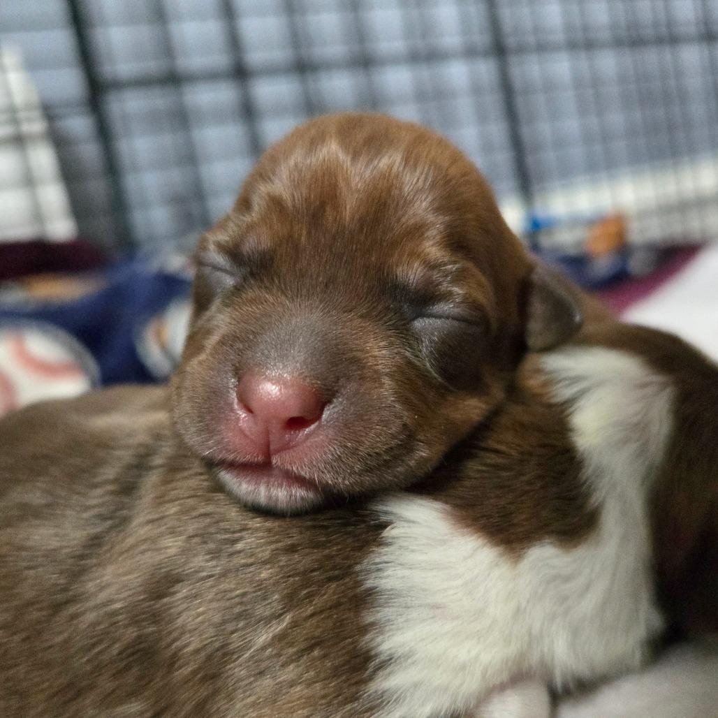 Enlarge CT Ravioli avail Dec 27, a Adoptable mixed breed in Eastford, CT image 5/6